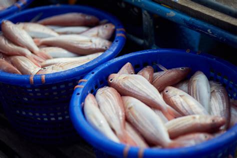 fish cock|Fishy Smell Around Penis: Causes and Solutions .